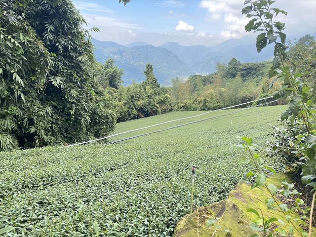 茶製品-茶 產品圖片（圖片編號 830628）