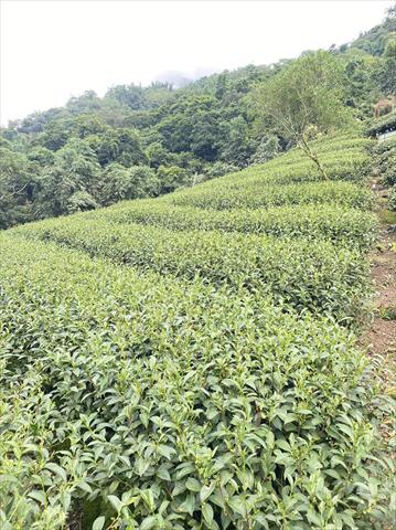 茶製品-茶 產品圖片（圖片編號 830630）