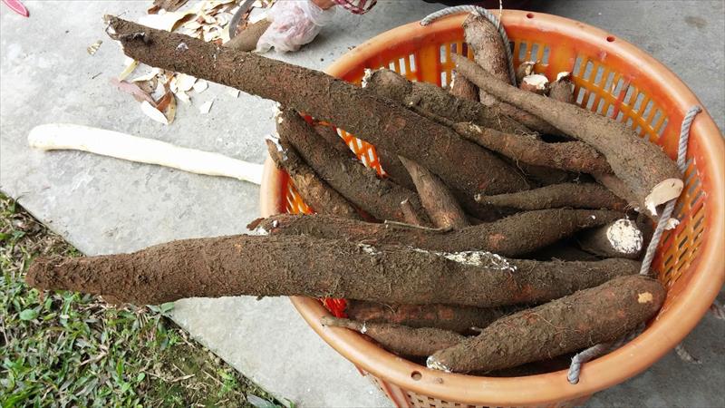 樹薯 產品圖片（圖片編號 831399）
