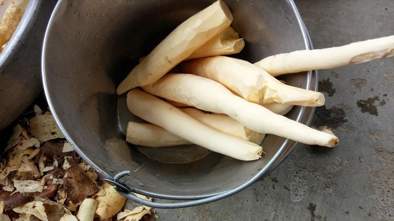 樹薯 產品圖片（圖片編號 831400）