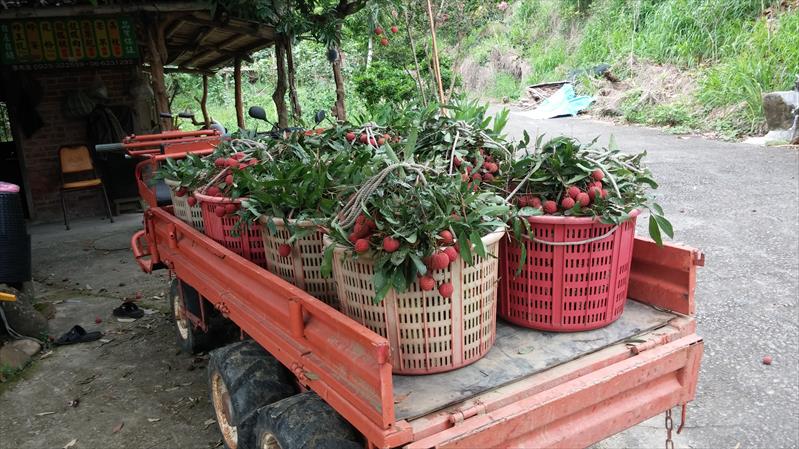 荔枝 產品圖片（圖片編號 831408）