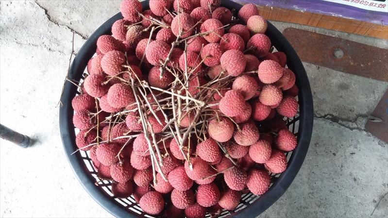 荔枝 產品圖片（圖片編號 831409）