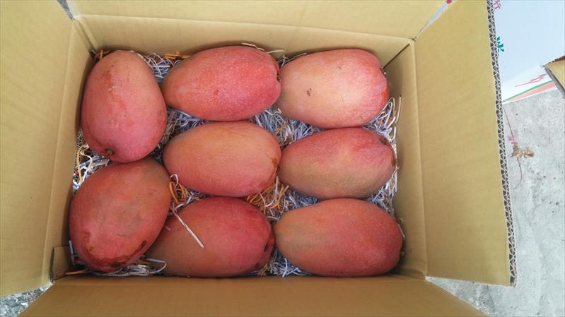 芒果 產品圖片（圖片編號 831411）