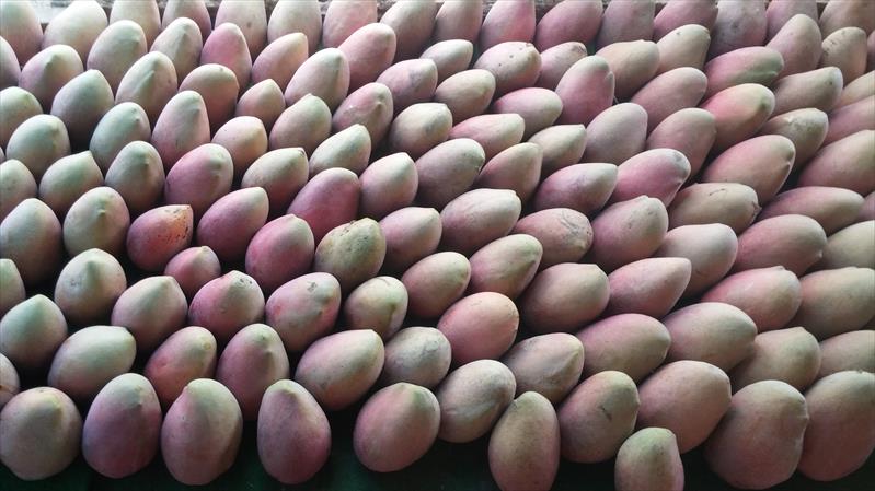 芒果 產品圖片（產品編號 627011）
