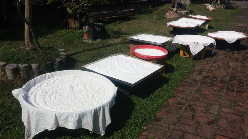 樹薯 產品圖片（圖片編號 831417）