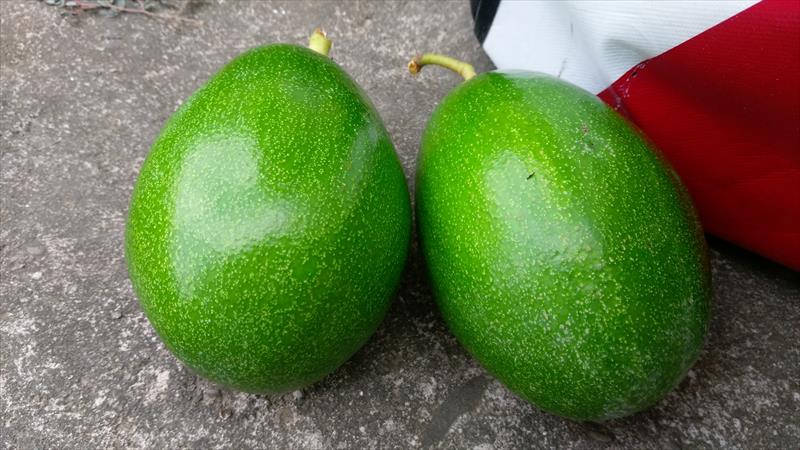 酪梨 產品圖片（產品編號 627012）