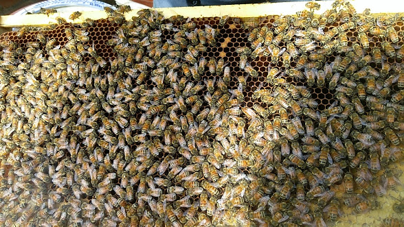 蜂產品-蜂蜜 產品圖片（圖片編號 831436）