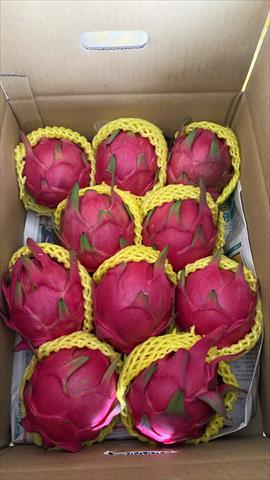 紅龍果 產品圖片（圖片編號 831452）