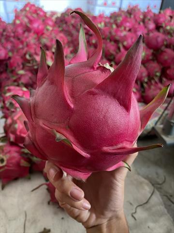 紅龍果 產品圖片（產品編號 627042）