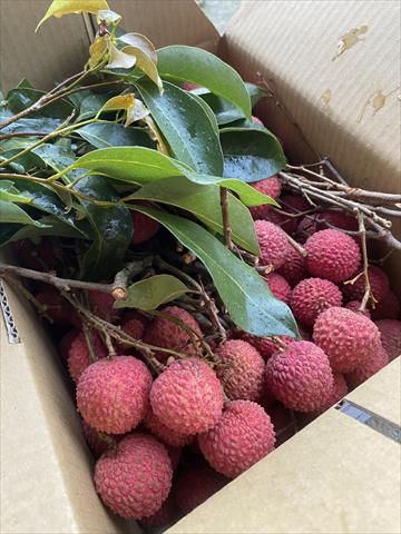 荔枝 產品圖片（圖片編號 831454）