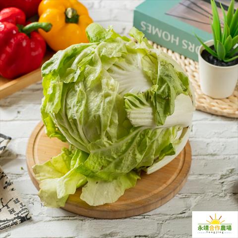 結球白菜(包心白菜) 產品圖片（圖片編號 832846）