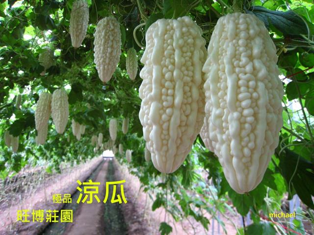 苦瓜 產品圖片（產品編號 628368）