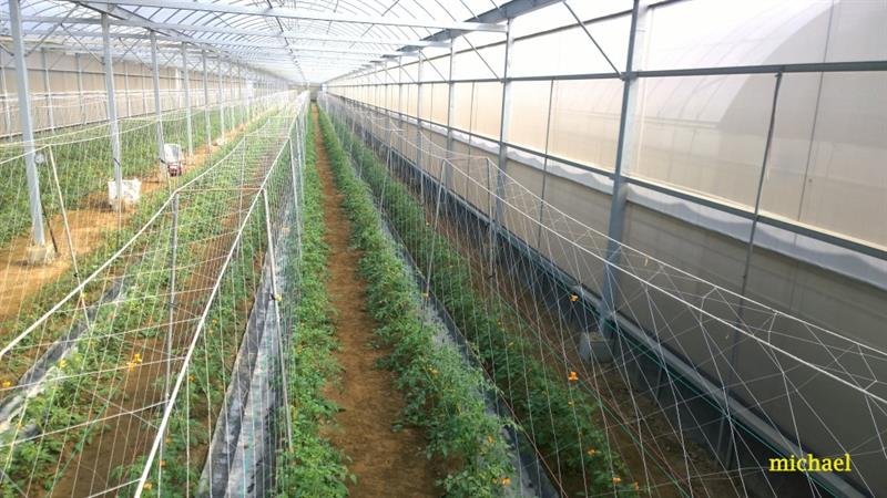 番茄(含小番茄) 產品圖片（圖片編號 833208）
