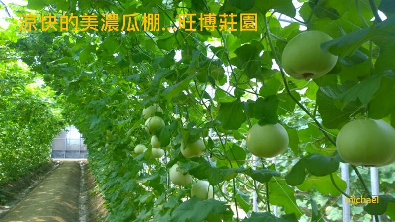 甜瓜 產品圖片（圖片編號 833212）