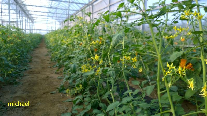 番茄(含小番茄) 產品圖片（圖片編號 833213）