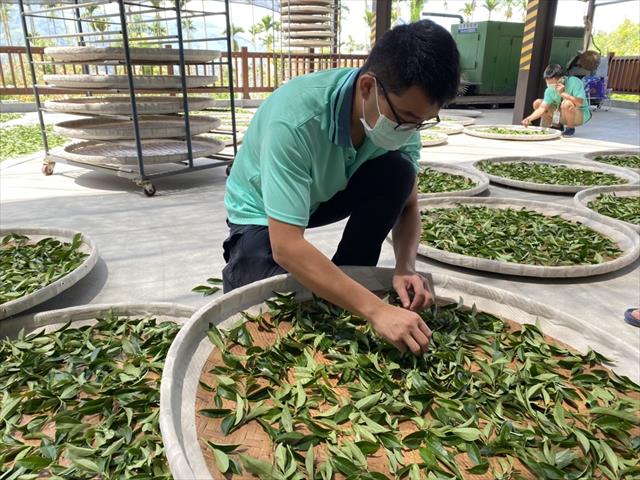 茶製品-茶 產品圖片（圖片編號 833646）