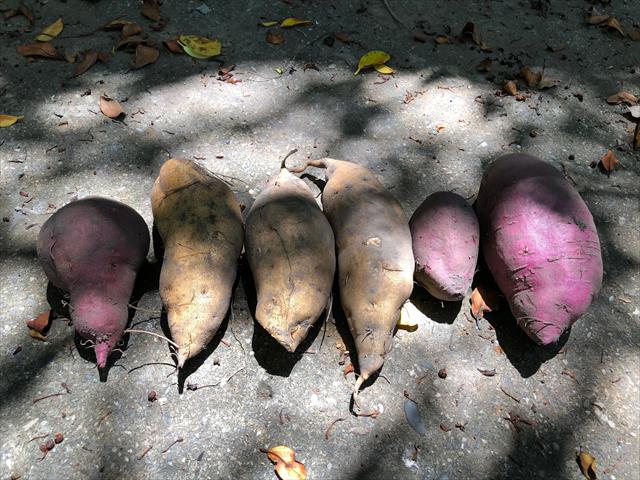 甘藷(地瓜) 產品圖片（圖片編號 837204）