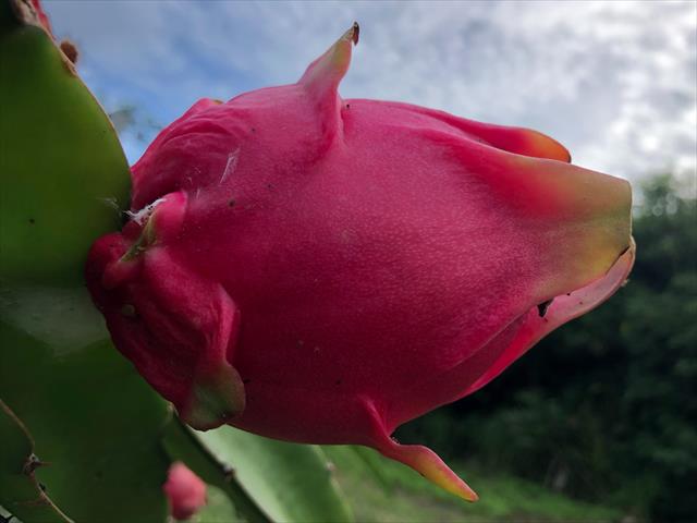 紅龍果 產品圖片（圖片編號 837205）
