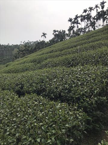 茶製品-茶 產品圖片（圖片編號 838531）