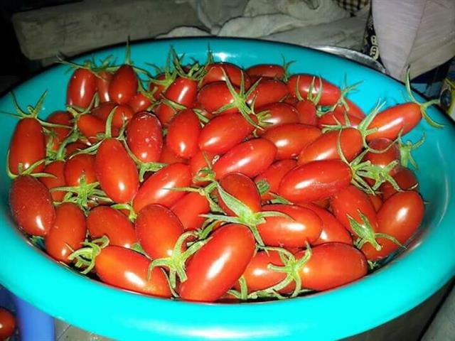 番茄(含小番茄) 產品圖片（圖片編號 841227）