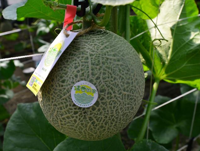 洋香瓜(哈蜜瓜) 產品圖片（產品編號 635131）