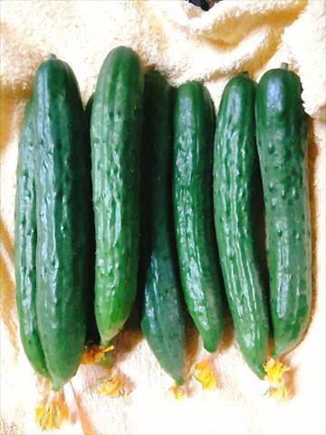 小黃瓜(花胡瓜) 產品圖片（產品編號 635132）