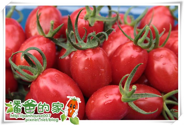 番茄(含小番茄) 產品圖片（產品編號 635129）