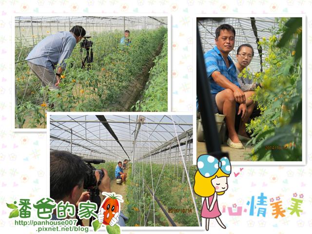 番茄(含小番茄) 產品圖片（圖片編號 843177）