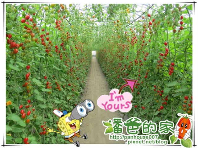 番茄(含小番茄) 產品圖片（圖片編號 843178）