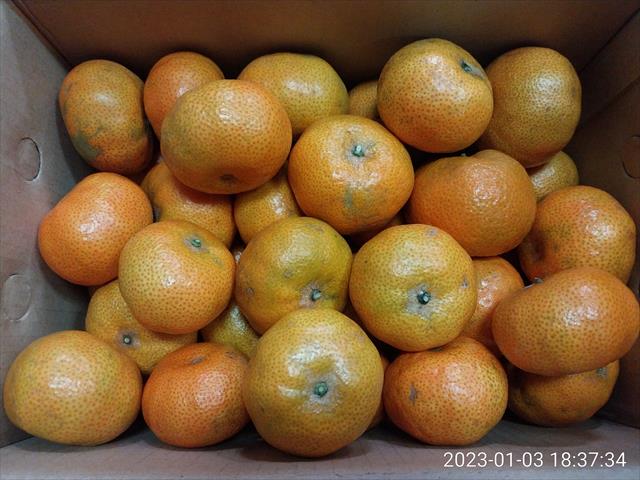 砂糖橘 產品圖片（圖片編號 844391）