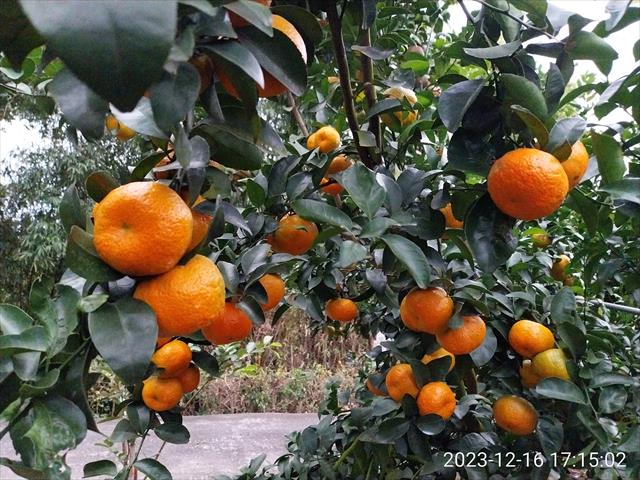 砂糖橘 產品圖片（圖片編號 844392）