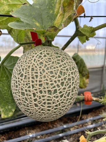 甜瓜 產品圖片（產品編號 553033）