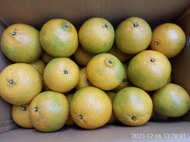 帝王柑 產品圖片（圖片編號 844571）
