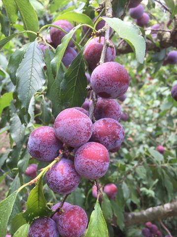 李 產品圖片（圖片編號 845027）