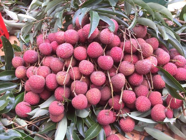 荔枝 產品圖片（圖片編號 845031）