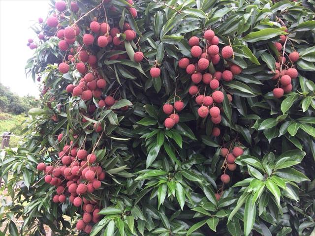 荔枝 產品圖片（圖片編號 845036）