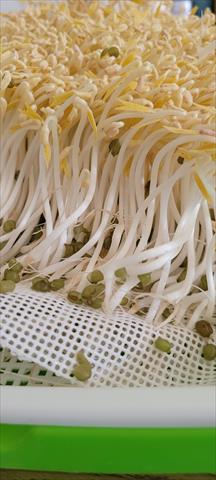 綠豆芽 產品圖片（產品編號 636975）