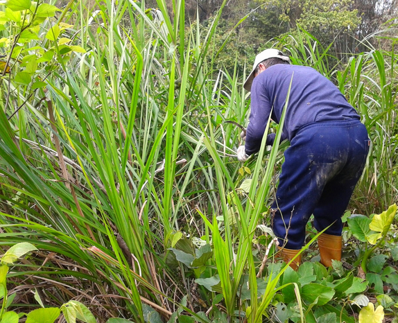 牧草筍 產品圖片（圖片編號 846353）