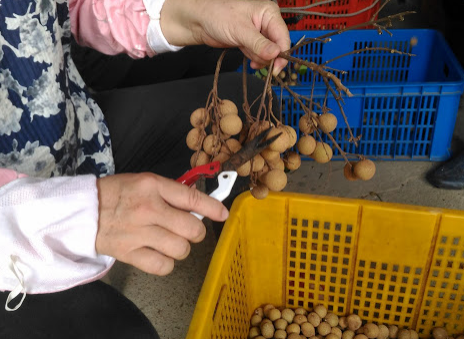 龍眼製品-桂圓肉 產品圖片（圖片編號 846355）