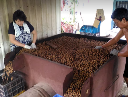 龍眼製品-桂圓肉 產品圖片（圖片編號 846357）