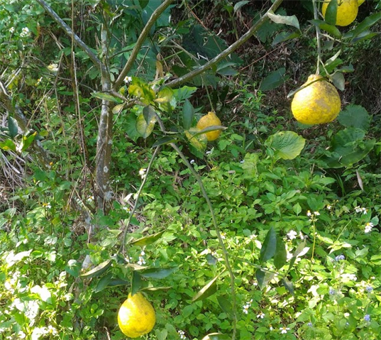 其它柑橘 產品圖片（圖片編號 846360）