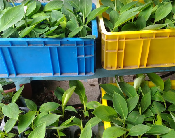 香蕉 產品圖片（圖片編號 846361）