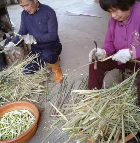 牧草筍 產品圖片（圖片編號 846363）