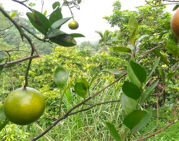 柳橙 產品圖片（圖片編號 846365）