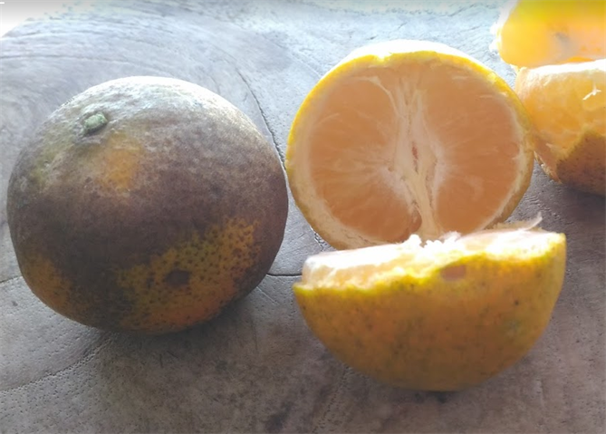 其它柑橘 產品圖片（圖片編號 846366）