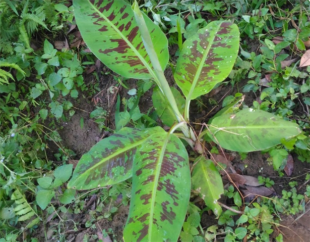 香蕉 產品圖片（圖片編號 846367）