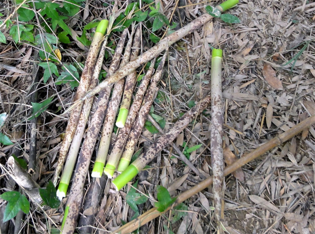 竹筍(桂竹筍) 產品圖片（圖片編號 846368）