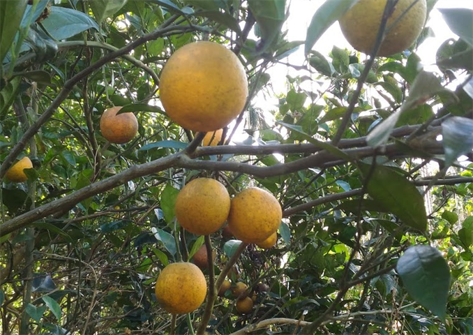 柳橙 產品圖片（圖片編號 846371）
