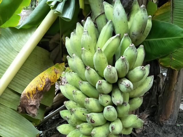 芭蕉 產品圖片（圖片編號 846379）