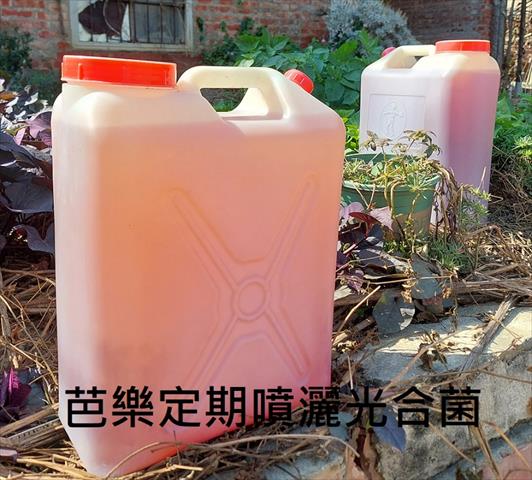 番石榴(芭樂) 產品圖片（圖片編號 847320）